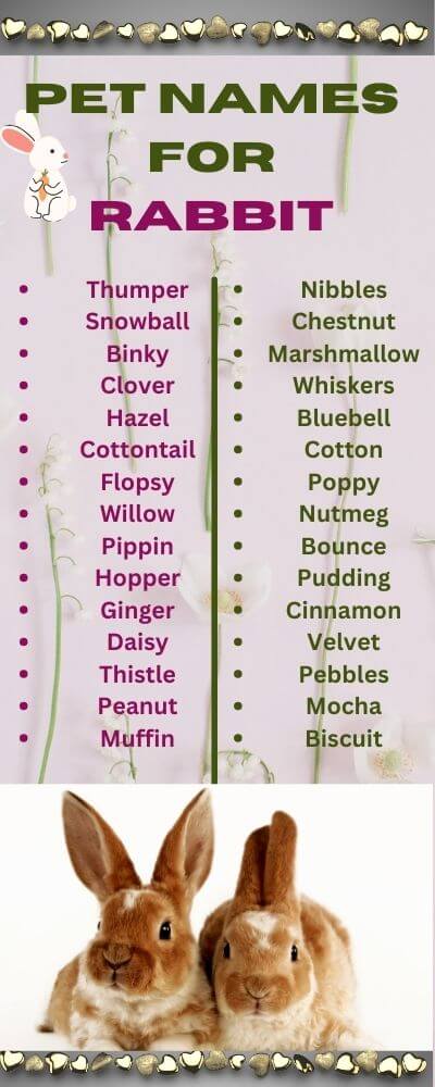 pet names for rabbit