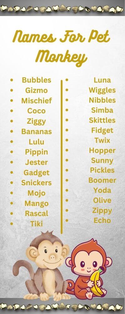 names for pet monkey